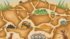 10 Érdekes tény a formális kolónia életéről